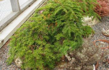Tsuga | North American Rock Garden Society